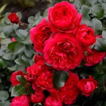 00037545_Роза Ред Леонардо да Винчи флорибунда (Та