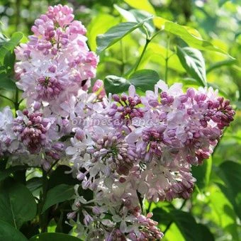 Сирень Аделина