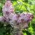 Сирень Аделина