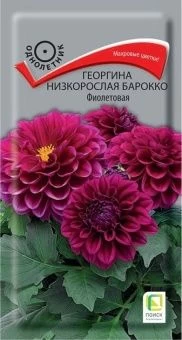 00042533_Георгина низкорослая Барокко Фиолетовая 0