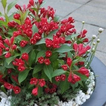 Weigela All Summer Red 1