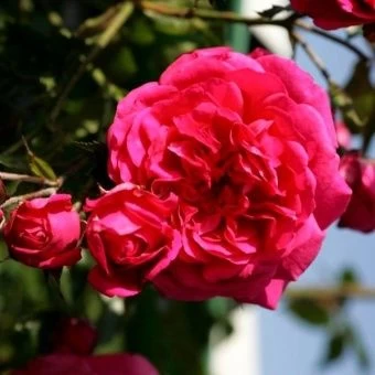 00037539_Роза Лагуна плетистая (Татарстан Розариум