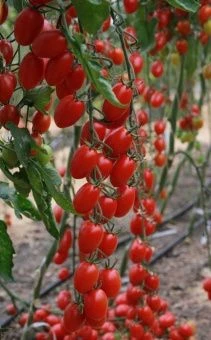 Томат Кира F1 5шт (Агрос) 2