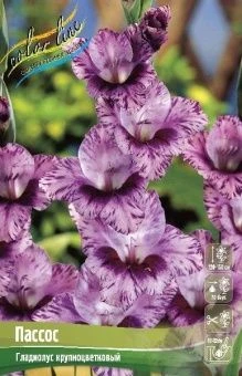 Gladiolus Passos