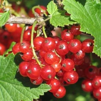 smorodina_krasnaya_rannyaya_sladkaya