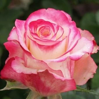 00032970_Роза Свитнес чайно-гибридная (Татарстан Р