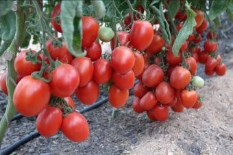 Томат Инской 0.08г (Агрос) 3