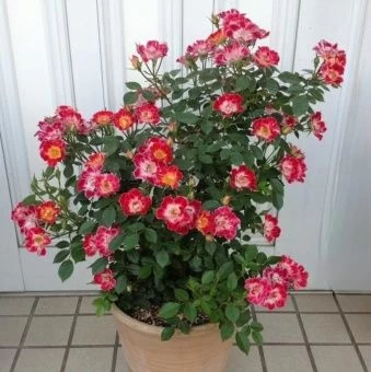 ff89b0f3b6dc281736ca33d04077539c-1020x1024