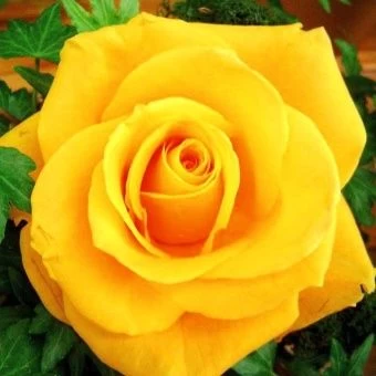 00043518_Роза Сфинкс чайно-гибридная (Татарстан Ро