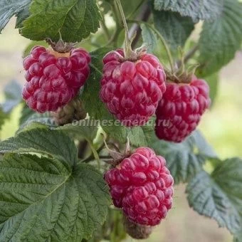 Малина ремонтантная Изобильная  (ПОИСК)