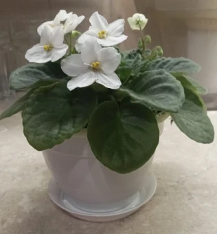 Антик фиалочница горшок с поддоном 0,75л d13 h9,5 белый 11260 (ТехПласт)