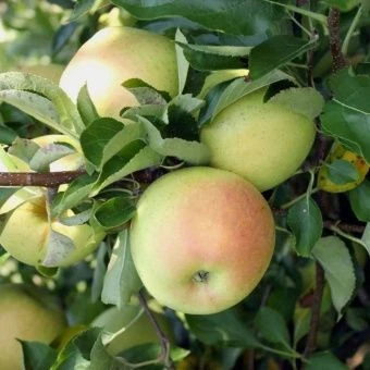 00028470_Яблоня карликовая Приземленное (ПОИСК)