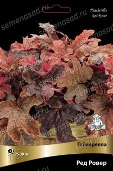 geiherella_red_rover_kaper