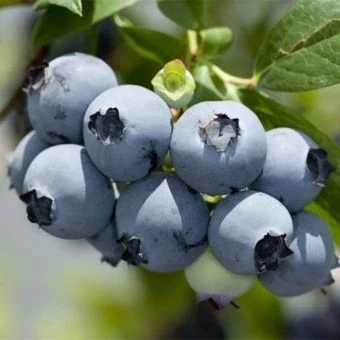 golubika_hannas_choice