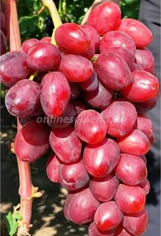 Снимок экрана 2025-12-17 133343