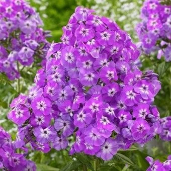 floks_metelch_goliaf