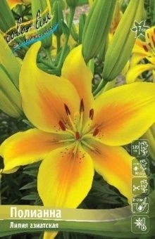 00042137_Лилия Полианна 7шт (КолорЛайн)