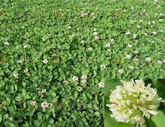 Клевер белый 0,3кг (АГ)