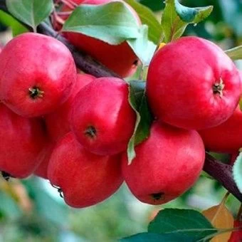 yablonya_kitaika_kerr