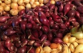 Голландские сорта лука-севка