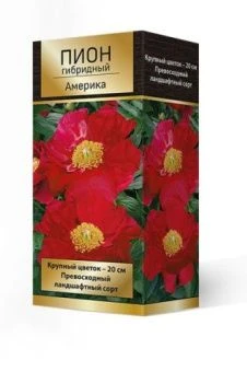 pion_gibrid_amerika_3D