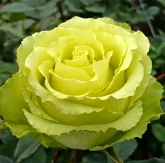 00032898_Роза Нефрит спрей в коробке (Барнаул)