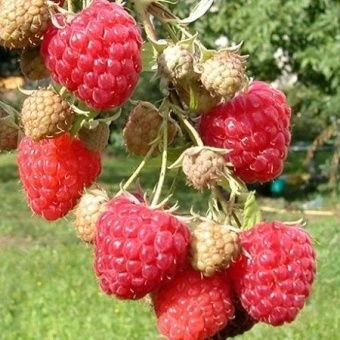 malina_krasnaya_koroleva