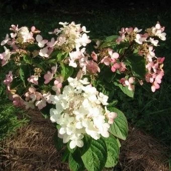 Гортензия метельчатая Пинк Даймонд Серия Северный Сад (ПОИСК)