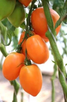 ЦБ-00023293_Томат Перцевидный оранжевый 0.08г (Агрос) 1