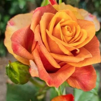 7n7haxf33i47pjh07qqxt5v2uzpras3i