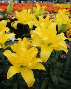 Lilium Butterfly Wings