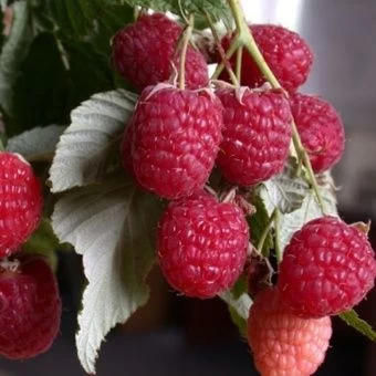 00033155_Малина ремонтантная Геракл (ПОИСК)