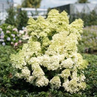 Hydrangea paniculata Magical Lime Sparkle