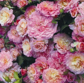 Снимок экрана 2024-12-13 135255