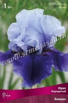 00037892_Ирис бородатый Блашес (ПОИСК)