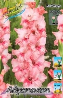 00027475_Гладиолус Адреналин 8шт (КолорЛайн)