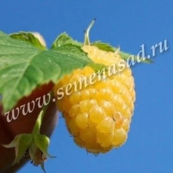 00028450_Малина Желтый гигант (ПОИСК)