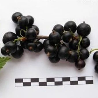 smorodina_chernaya_nika