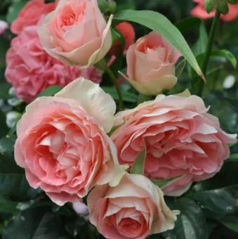 Снимок экрана 2025-10-13 151220