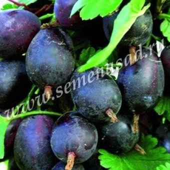 00025174_Крыжовник Грушенька (ПОИСК)