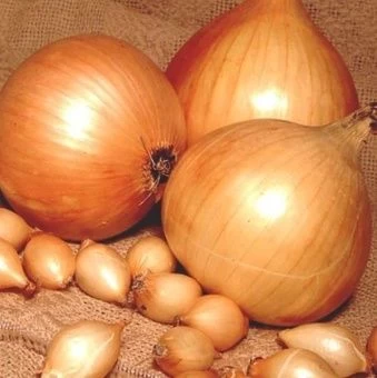 00037566_Лук севок Сеттон 10_21 сетка 10кг (Голландия-Россия) +_-10%