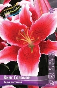 Lilium King Solomon