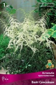 astilba_prostolist_white_sensation