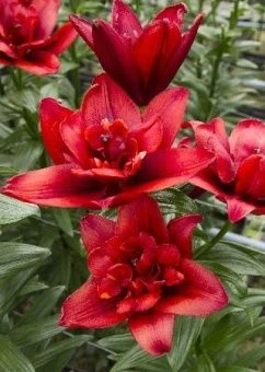 00027517_Лилия Канари Варф АГ 5шт (КолорЛайн)