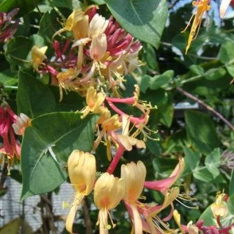 zhimolost_brauna_gekrota_goldflame