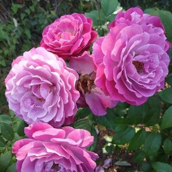 f590e18f49581bb74b0eb38dbde07c33