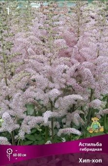 astilba_gibrid_hip_hop_kaper