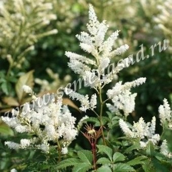 00037832_Астильба Арендса Диамант (ПОИСК)