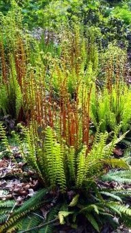 Blechnum Spicant