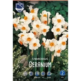 nartsiss-geranium-w800-h800